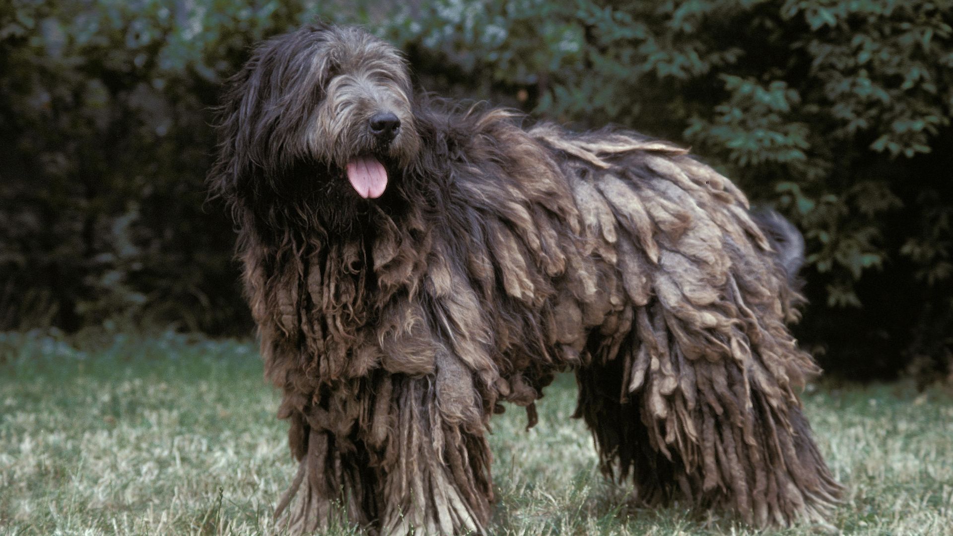 Catalan Sheepdog